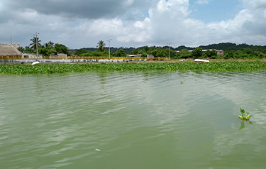 Guajaro decontamination