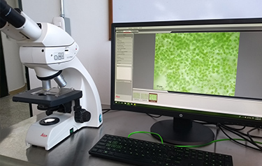 Guajaro sucre decontamination