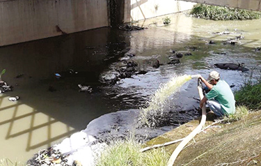 Cienaga mayorquin decontamination algae