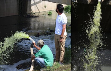 Cienaga mayorquin decontamination algae